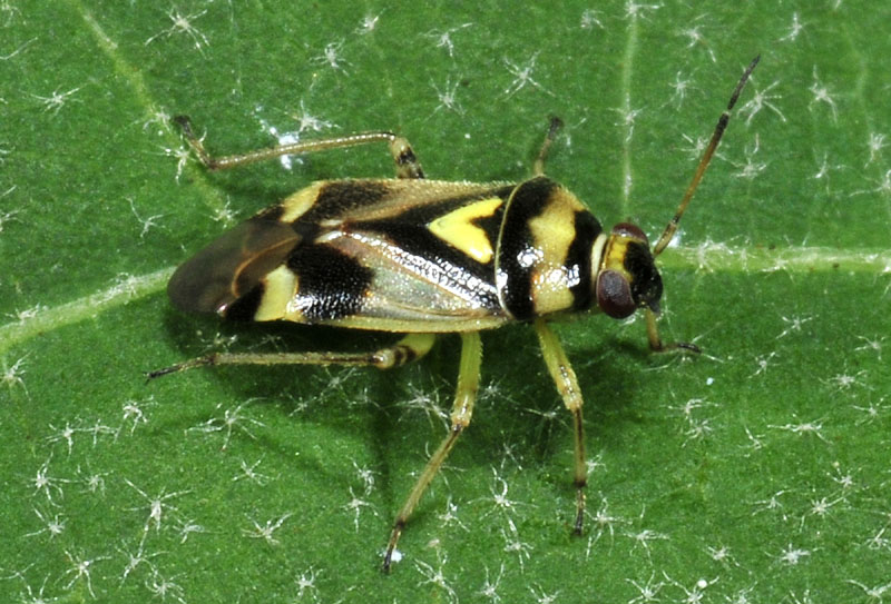 Miridae:   Orthops kalmii